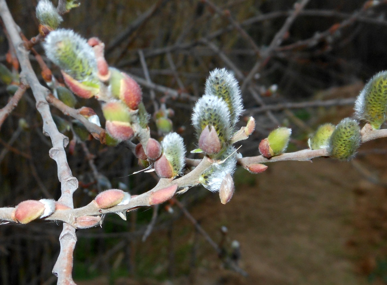 Salix atrocinerea / Salice di Gallura